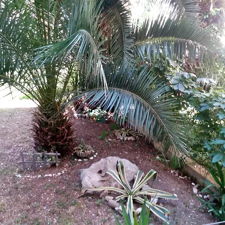 Crvena Orhideja Spalato